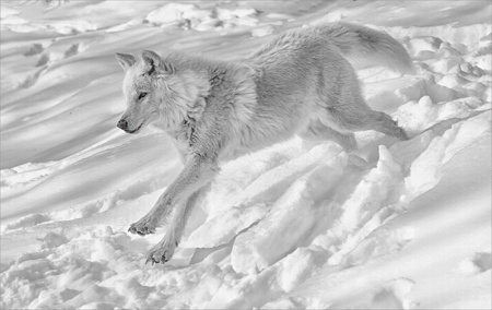 Artic Wolf Running Free