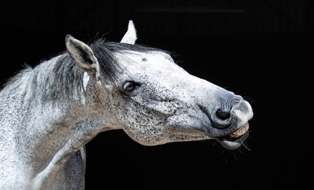 Cheeky Horse face