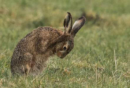 Brown Hare taking a Wash