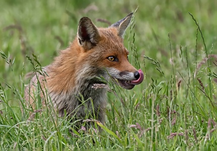 Hungry fox-gigapixel