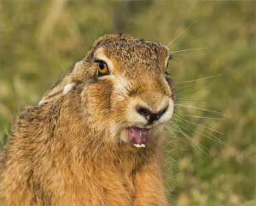 Portrait of a Brown Hare