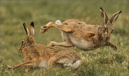 Frisky Brown Hares