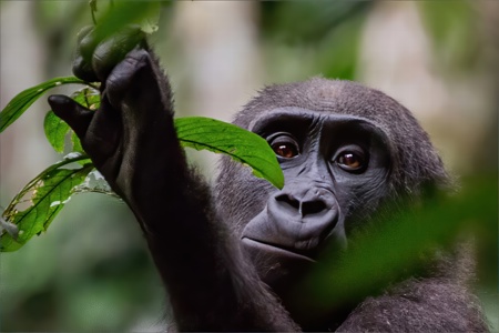 Female  Lowland Gorilla peering through Leaves