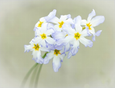 Alpine gentle sweet flowers