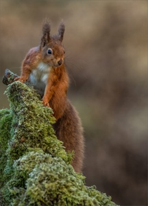 A Nosey Red Squirrel