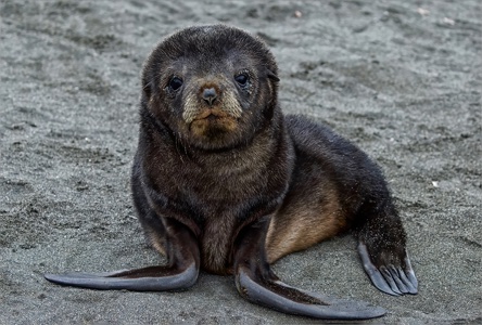 Young Fur Seal