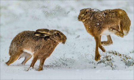 Aggressive Hares colour