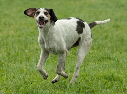 Fox Hound in action