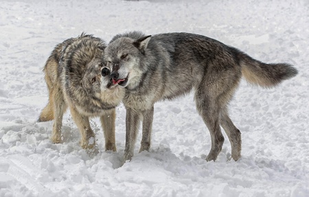 Grey Wolves keep the bond