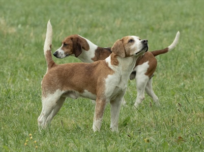 Head to Tail