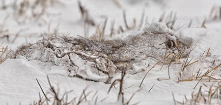 Brown Hare Covered in Snow