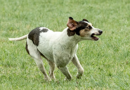 Fox Hound playing