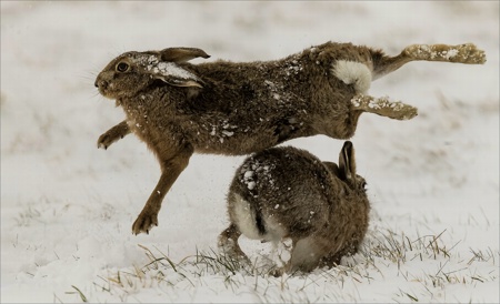 Crazy March Hares