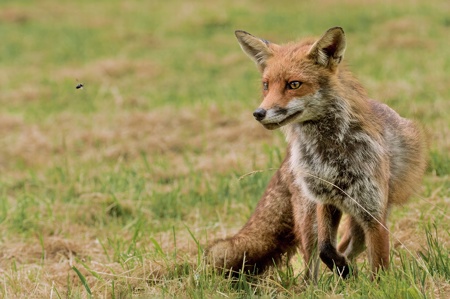 Vixen Fox Watching a Bee