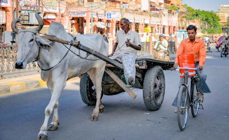 Jaipur Transport Ox cart