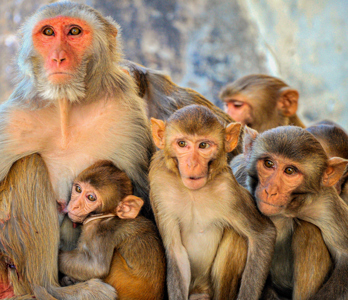 Jaipur Galtaji Temple macaque 04