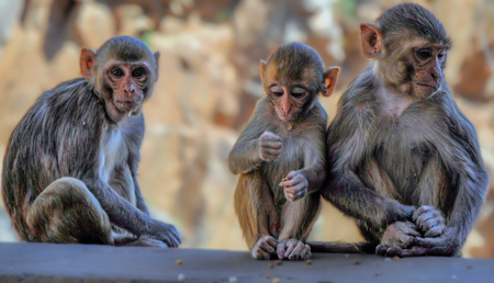 Jaipur Galtaji Temple macaque 03