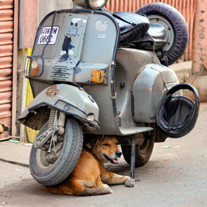 Jaipur Hot Dog