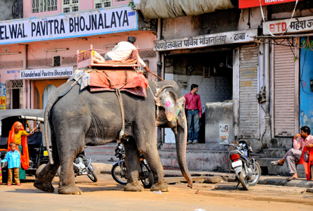 Jaipur Elephant