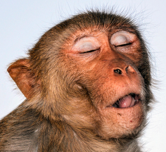 Jaipur Galtaji Temple macaque 01