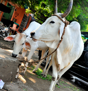 Jaipur Street Cattle