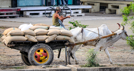 Jaipur Ox Cart