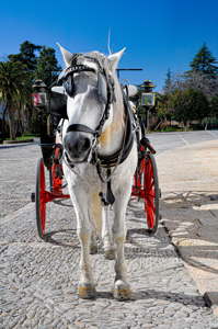 Andalucia Ronda Your Carriage Awaits