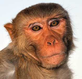 Jaipur Galtaji Temple macaque 02