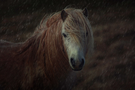 Welsh Pony In The Rain