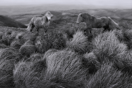 Brecon Beacons Ponies