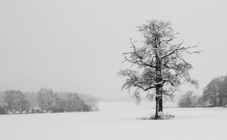 Tree in the Snow