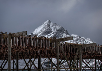 Fish Drying