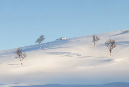 Trees & Shadows