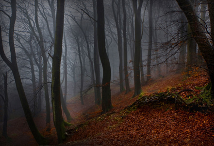 Mist In The Woods