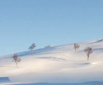 Trees & Shadows