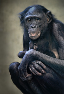 Bonobo Mother And Baby
