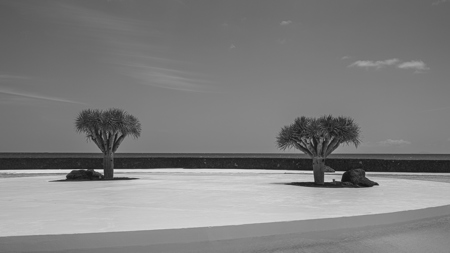 2 Trees