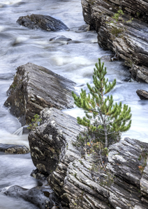 The lonesome pine