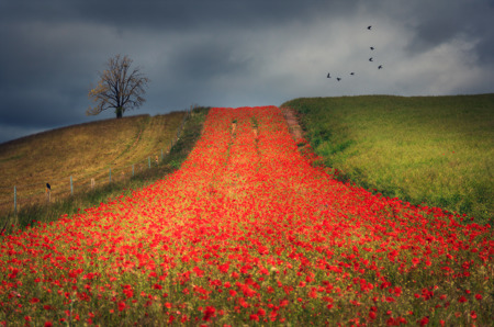 View on Lightbox Path of red