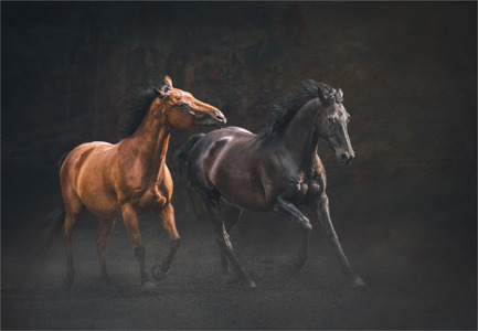 View on Lightbox Sparring partners