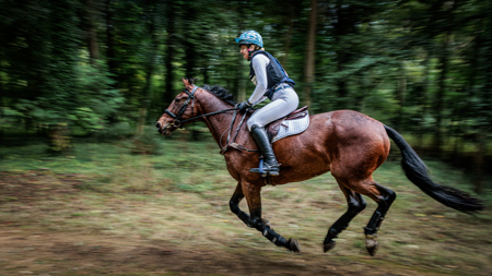 Gallop through the woods