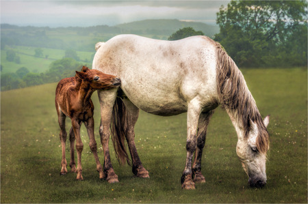 Welsh Pony Rescue and Rehoming Charitable Trust