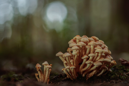 Honey Fungi on forest floor