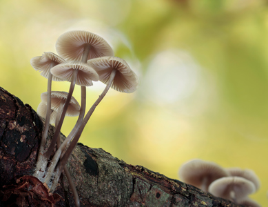 _MG_1018 Mycena on log N
