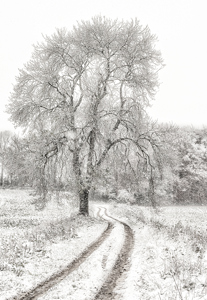 Track through snowy landscape