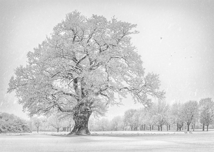 Winter snow, Tewkesbury park