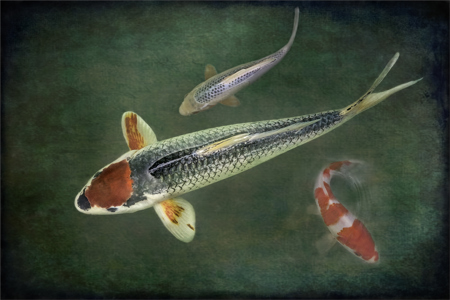 Japanese Koi carp