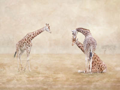 Giraffe assembly
