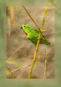 Blue Crowned Hanging Parrot