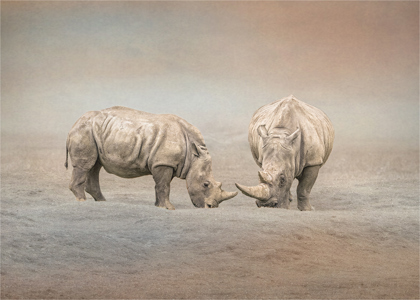 White Rhino2